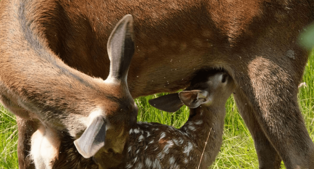 actualité BAMBI, L'HISTOIRE D'UNE VIE DANS LES BOIS